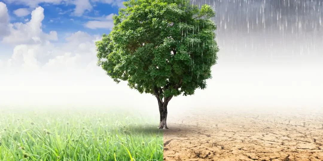 Entrada sobre el Cambio Climático