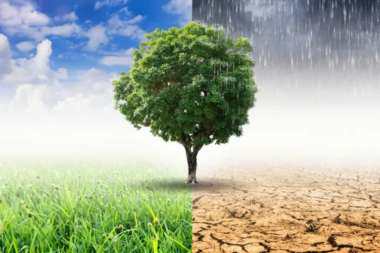 Entrada sobre el Cambio Climático